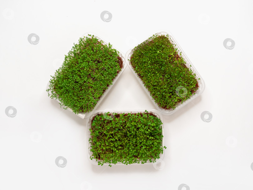 Скачать Выращивание различных микрозеленых растений в домашних условиях при свете фитолампы. фотосток Ozero