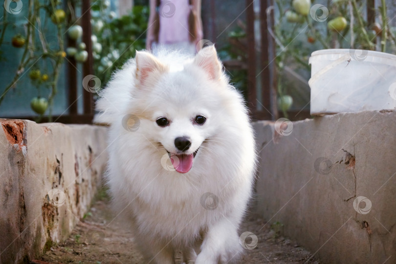 Скачать Маленькая белая собачка-шпиц. Лучший друг человека, дружелюбная собака, бегающая по земле фотосток Ozero