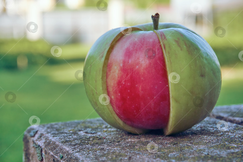 Скачать Зеленое садовое яблоко с ломтиком красного яблока. Фрукты, растущие в саду, разные сорта яблок фотосток Ozero