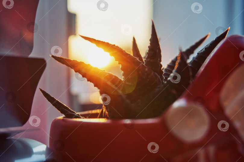Скачать Самодельный декоративный кактус в красной вазе. На заднем плане солнечные лучи пробиваются сквозь стебли кактуса. Комнатное растение на подоконнике фотосток Ozero