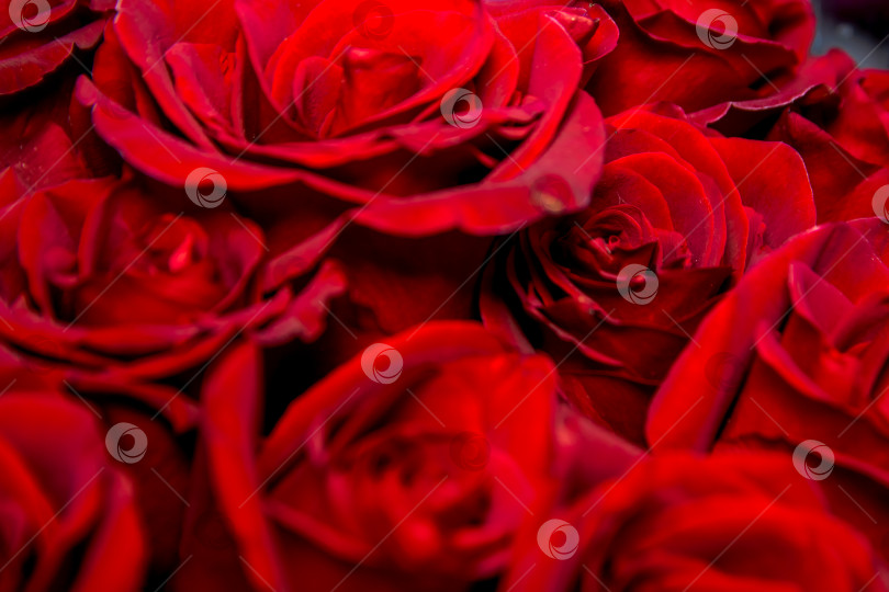 Скачать Букет из бордовых роз, цветочные бутоны на заднем плане. фотосток Ozero