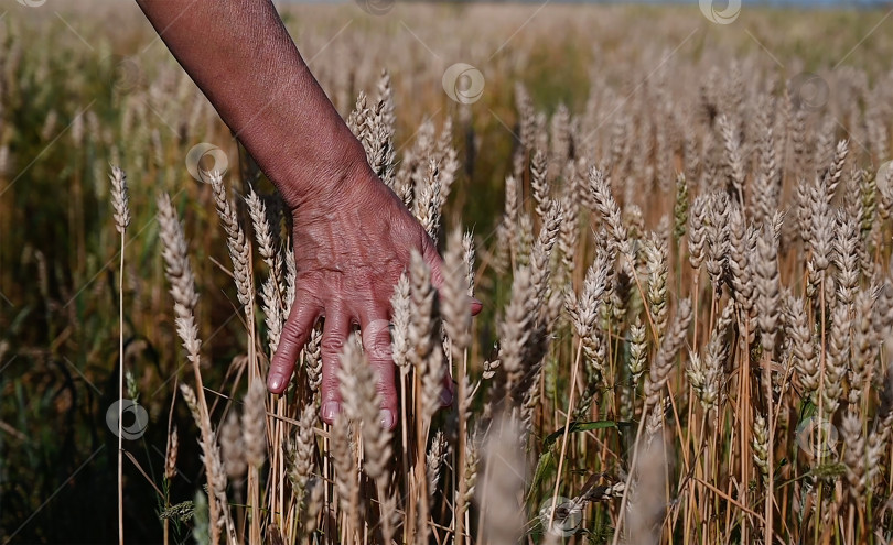 Скачать Проверка качества пшеницы. Фермер с колосьями пшеницы на пшеничном поле. Сбор урожая. Агробизнес. фотосток Ozero