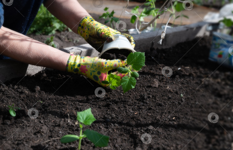 Скачать Женские руки в садовых перчатках держат рассаду огурцов перед посадкой в грунт, место для текста фотосток Ozero