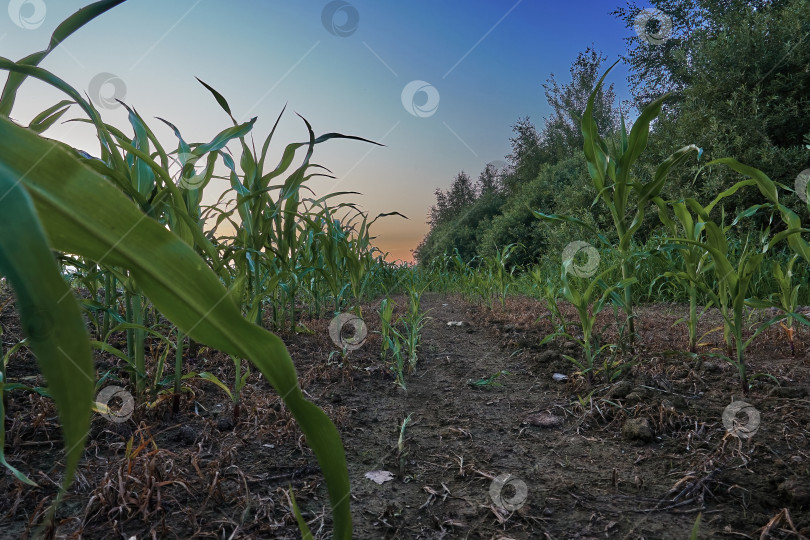 Скачать Летний закат на кукурузном поле в глубинке деревни, большие поля с засеянными злаками фотосток Ozero