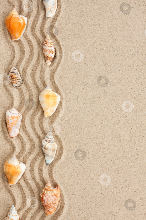 Скачать Полоска морских ракушек, лежащих на песке фотосток Ozero