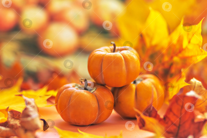 Скачать Осенний натюрморт. Опавшие кленовые листья и оранжевые тыквы. Осенний сбор урожая. фотосток Ozero