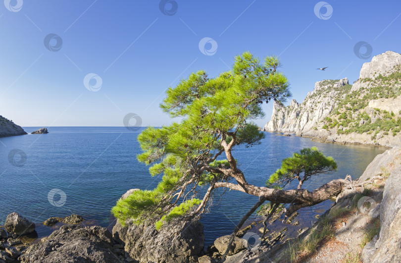 Скачать Реликтовая сосна на горной тропинке над морем. Крым. фотосток Ozero