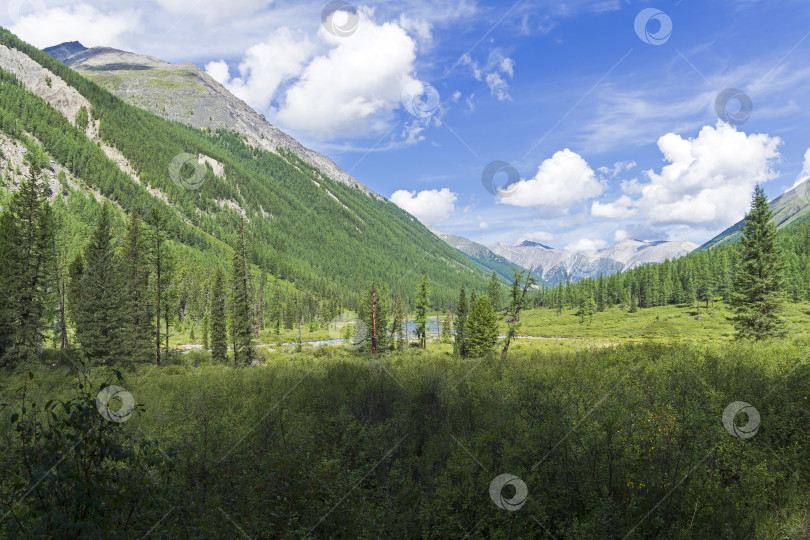 Скачать Долина реки Шавла. Горный Алтай, Россия. фотосток Ozero