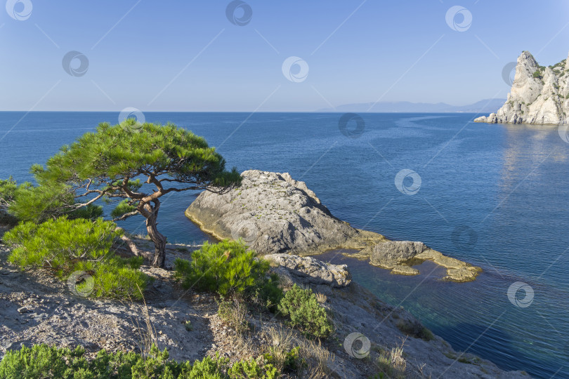 Скачать Реликтовая сосна на скалистом морском берегу. фотосток Ozero