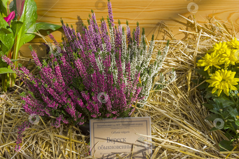 Скачать Цветущий вереск (Calluna vulgaris). фотосток Ozero