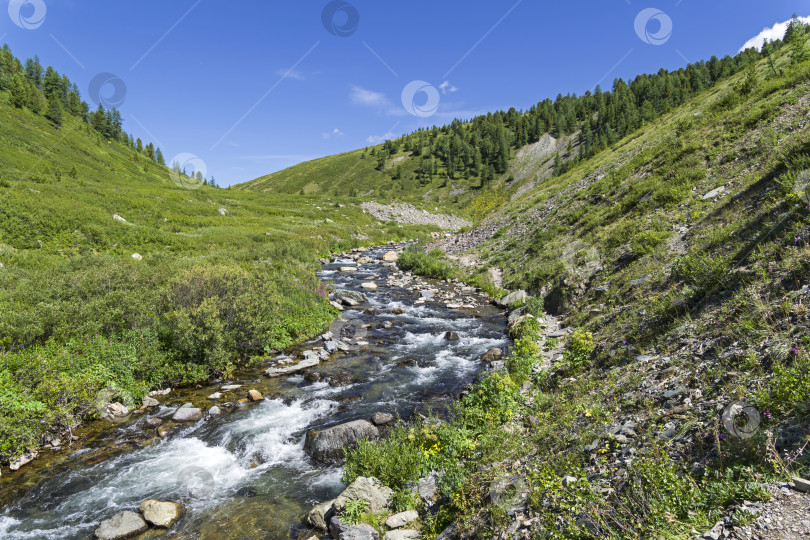 Скачать Верховья горной реки. Горный Алтай, Сибирь, Россия. фотосток Ozero