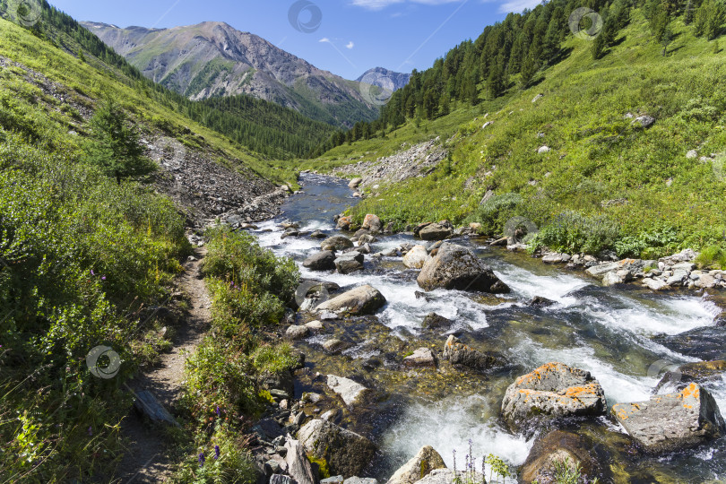 Скачать Верховья горной реки. Горный Алтай, Сибирь, Россия. фотосток Ozero