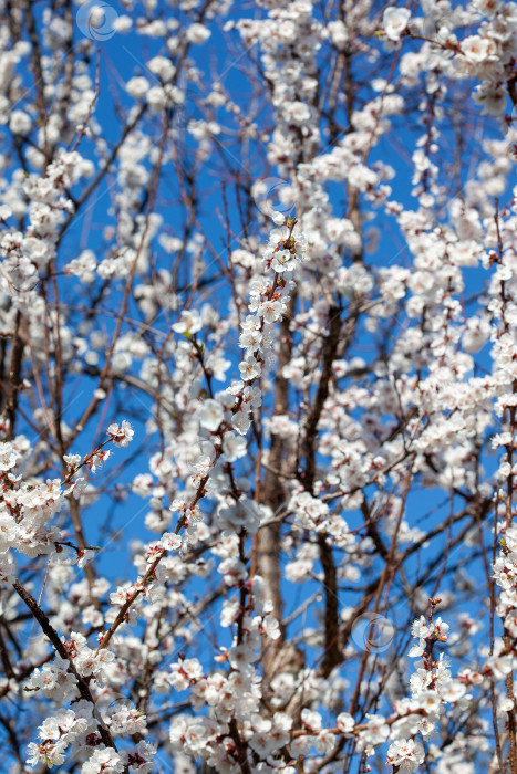 Скачать Цветы сакуры распускаются весенним днем фотосток Ozero