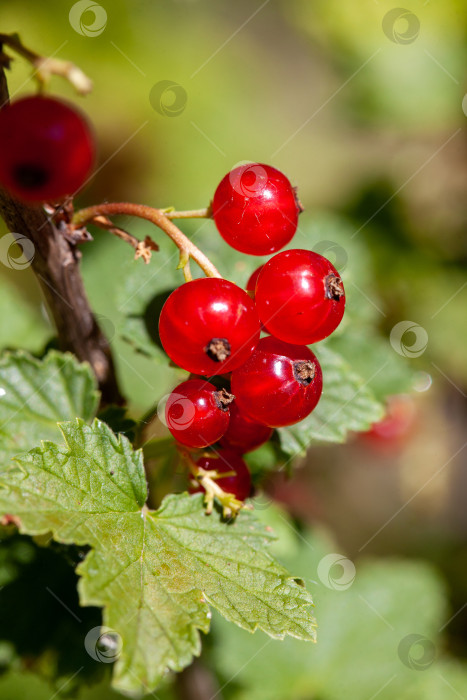 Скачать На ветке куста созрели ягоды красной смородины (Ribes rubrum). фотосток Ozero