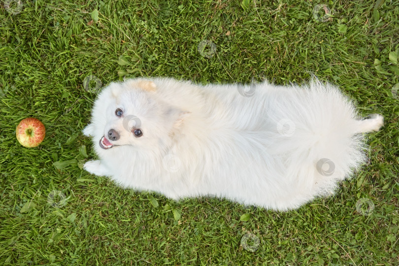 Скачать Маленькая белая собачка-шпиц. Лучший друг человека, дружелюбная собака, бегающая по земле фотосток Ozero