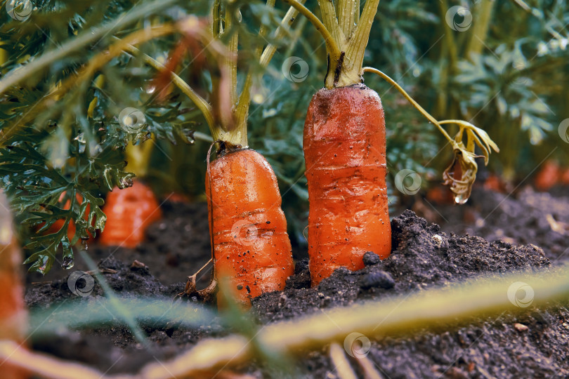 Скачать Морковь, растущая с грядки крупным планом. Крупная сочная морковь с торчащей из земли зеленью фотосток Ozero