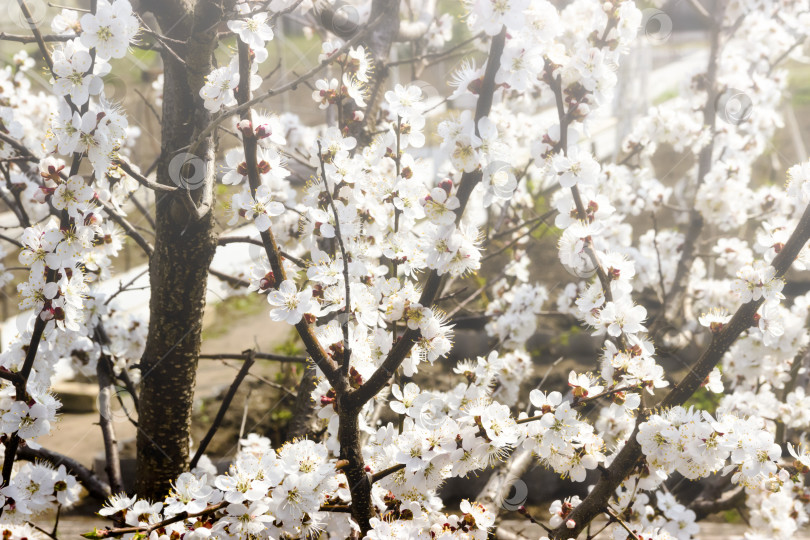 Скачать Белые цветы и бутоны абрикосового дерева весной распускаются фотосток Ozero