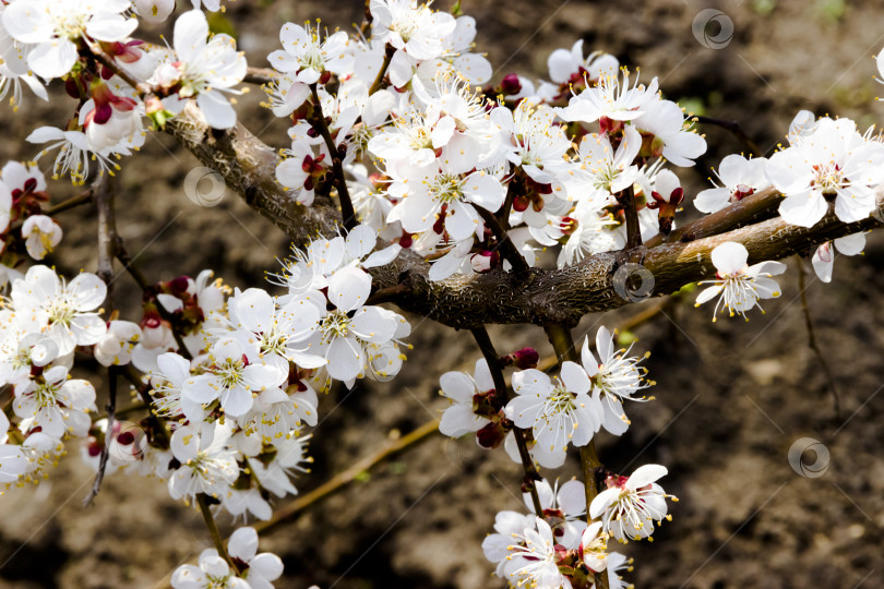 Скачать Белые цветы и бутоны абрикосового дерева весной распускаются фотосток Ozero