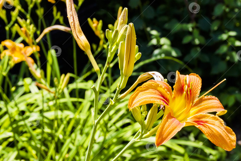 Скачать Бутон цветущей оранжевой лилии фотосток Ozero