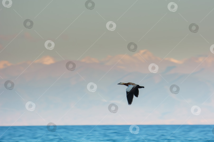 Скачать Пернатые обитатели озера Иссык-Куль, дикие утки, чайки. фотосток Ozero