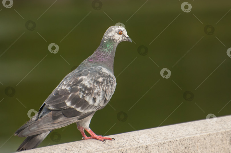 Скачать Портрет голубя в полный рост, стоящего на перилах, на размытом фоне фотосток Ozero