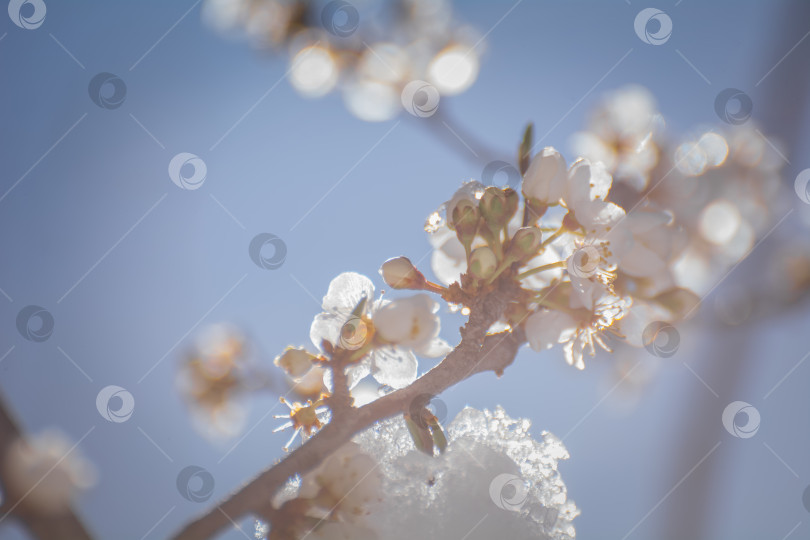 Скачать Весенние заморозки, абрикосовые и яблоневые деревья, цветущие под снегом фотосток Ozero