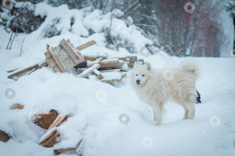 Скачать Белая собака фотосток Ozero