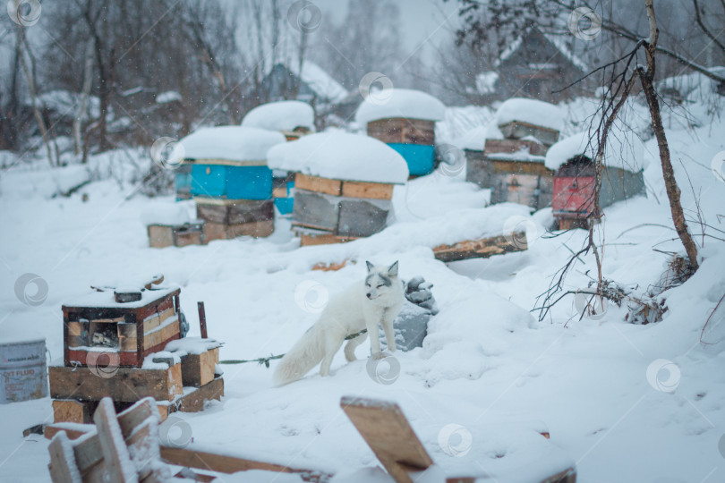 Скачать Песей фотосток Ozero