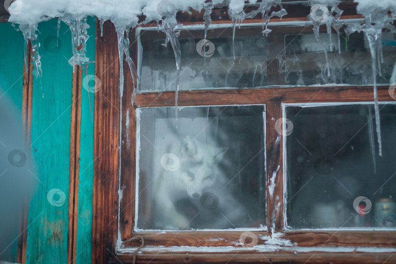 Скачать Белая лиса в окне. фотосток Ozero