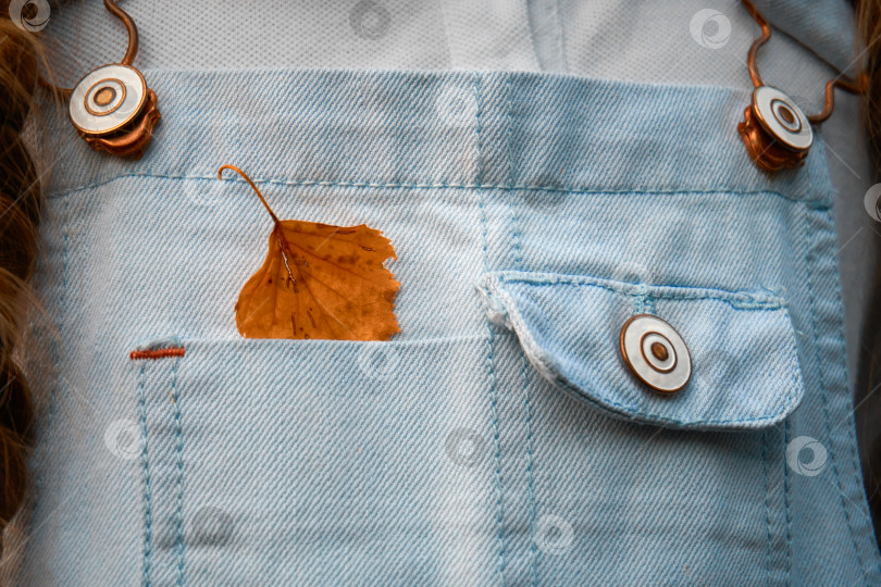 Скачать Джинсовый комбинезон с карманами, в одном из которых лежит осенний сухой лист. Крупный план, пуговицы и застежки фотосток Ozero
