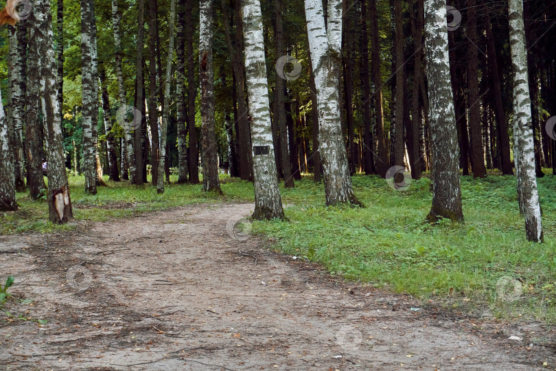 Скачать Лесная тропинка вдоль деревьев. Место для прогулок и занятий спортом. Природа, свежий воздух, деревья и густая растительность фотосток Ozero