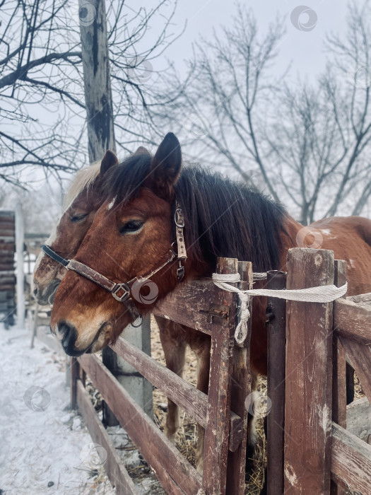 Скачать Лошади в городе фотосток Ozero