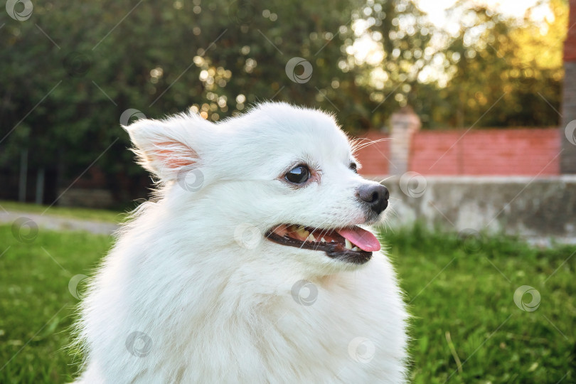 Скачать Белая длинношерстная собака породы шпиц, гуляет по зеленой траве, смотрит в сторону, язык свисает. Домашнее животное и лучший друг человека фотосток Ozero