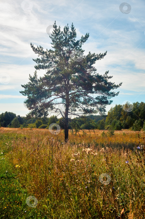 Скачать Одинокое дерево, стоящее в траве на открытом пространстве, вдалеке от густого леса фотосток Ozero