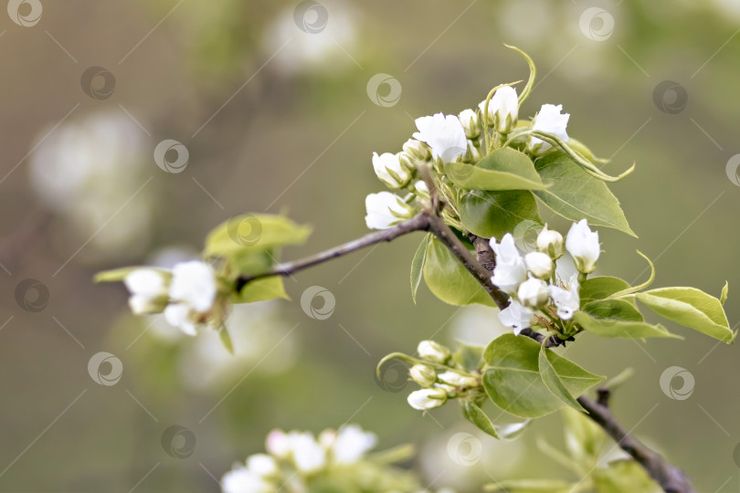 Скачать Красивое грушевое дерево в цвету. Белые цветы и бутоны. Весенний цветущий цветочный фон. фотосток Ozero