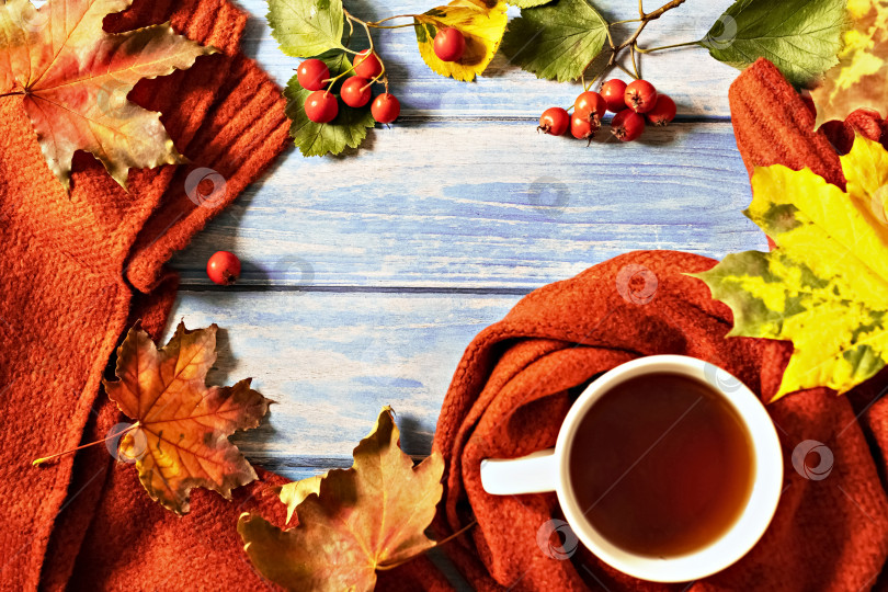 Скачать Осенняя композиция, чашка горячего чая, теплый терракотовый шарф, опавшие листья и ягоды боярышника на фоне синего деревянного стола. Плоское лежание фотосток Ozero