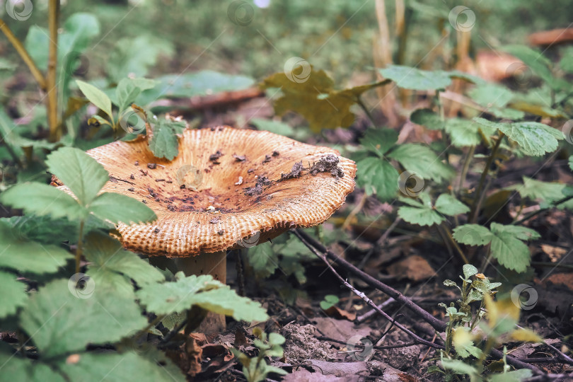 Скачать Лесные съедобные грибы среди сухих и зеленых листьев. Селективный мягкий селективный фокус. Грибные места фотосток Ozero