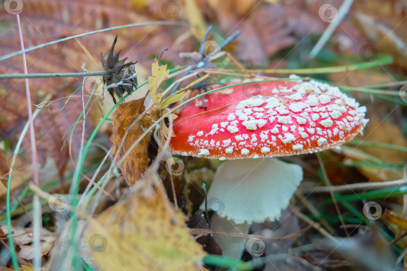 Скачать Мухомор с красной шляпкой на белой ножке стоит в лесу среди сухих листьев, ядовитых грибов. Косметические грибы фотосток Ozero