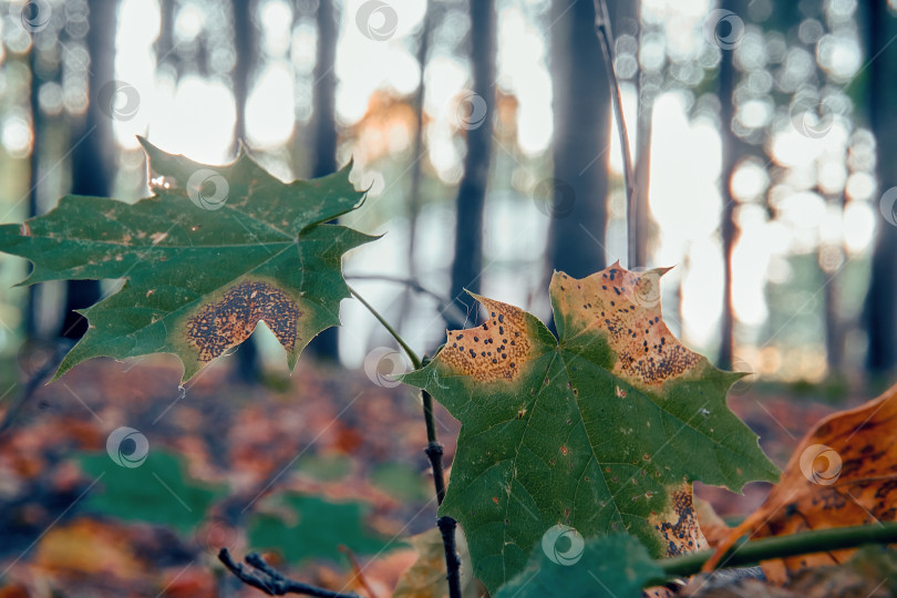 Скачать Осень, опавшие коричневые, желтые, оранжевые и зеленые листья деревьев, лежат на земле в лесу. Зеленые листья крупным планом. Избирательный избирательный фокус фотосток Ozero