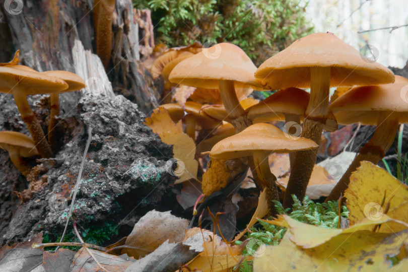 Скачать Группа диких грибов, растущих на дереве. Общий план грибов, растущих на пнях в лесу. Избирательный фокус фотосток Ozero