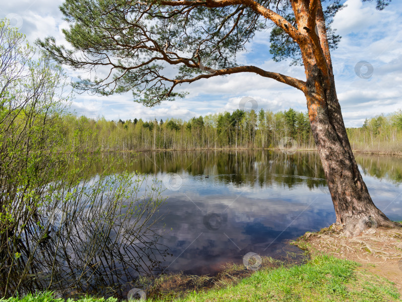 Скачать Сосна над гладью озера. Небо с белыми облаками. фотосток Ozero