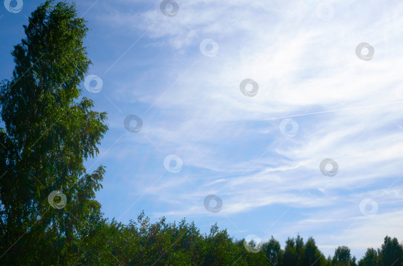 Скачать Голубое небо с перистыми облаками, внизу видны зеленые верхушки деревьев. Летний день на природе в лесу фотосток Ozero