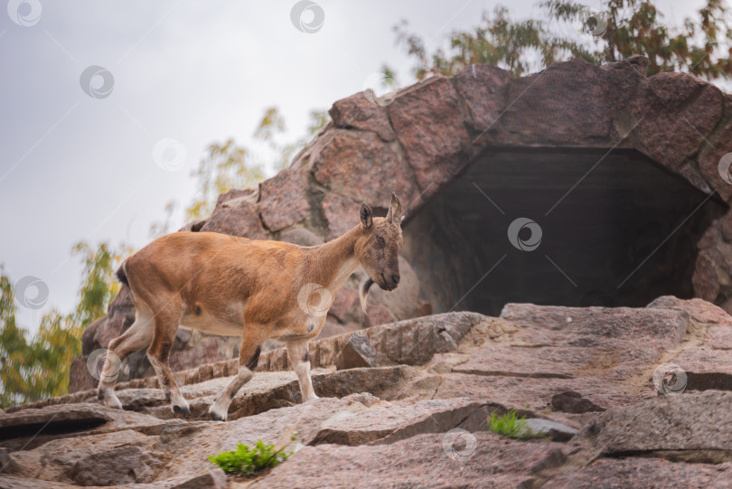 Скачать Горный козел фотосток Ozero