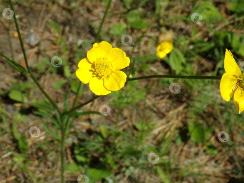 Скачать Лекарственное растение Ranunculus acris на фоне леса фотосток Ozero