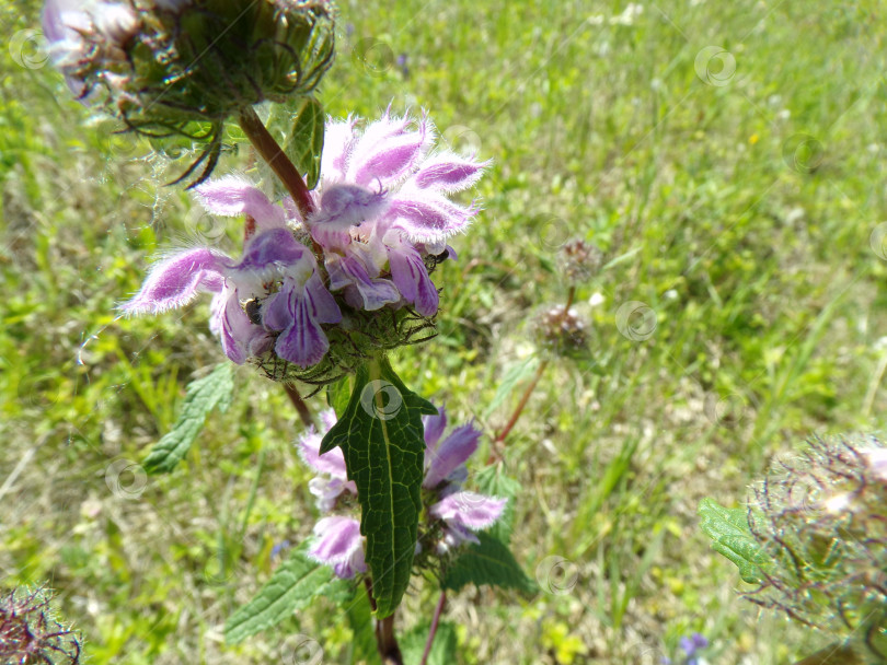 Скачать Лекарственное растение Phlomis tuberosa на фоне леса фотосток Ozero