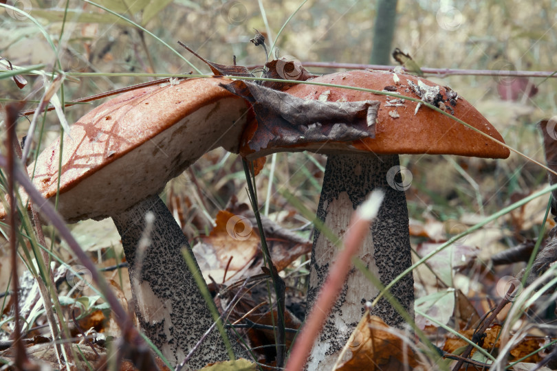 Скачать Борщевик или белый гриб, растущий в лесу на зеленой траве. Съедобный гриб крупным планом. Избирательный избирательный фокус фотосток Ozero