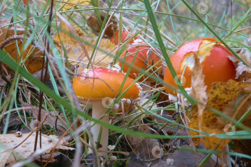 Скачать Мухомор с красной шляпкой на белой ножке стоит в лесу среди сухих листьев, ядовитых грибов. Косметические грибы. фотосток Ozero