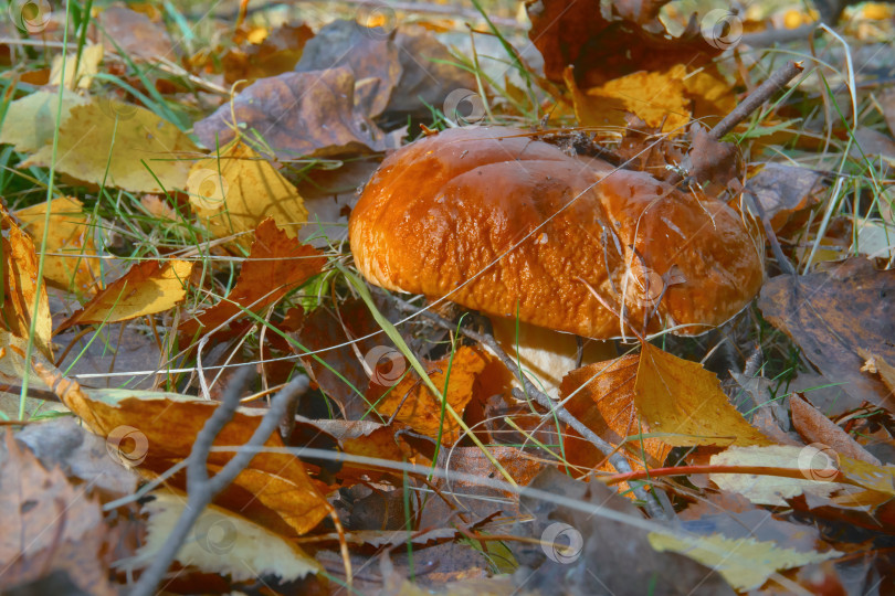 Скачать Борщевик или белый гриб, растущий в лесу на зеленой траве. Съедобный гриб крупным планом. Избирательный избирательный фокус фотосток Ozero