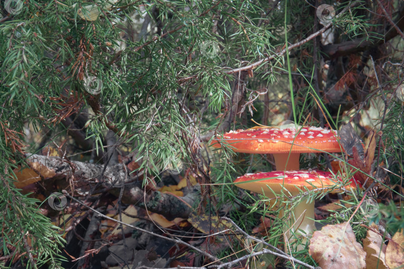 Скачать Мухомор с красной шляпкой на белой ножке стоит в лесу среди сухих листьев, ядовитых грибов. Косметические грибы. фотосток Ozero