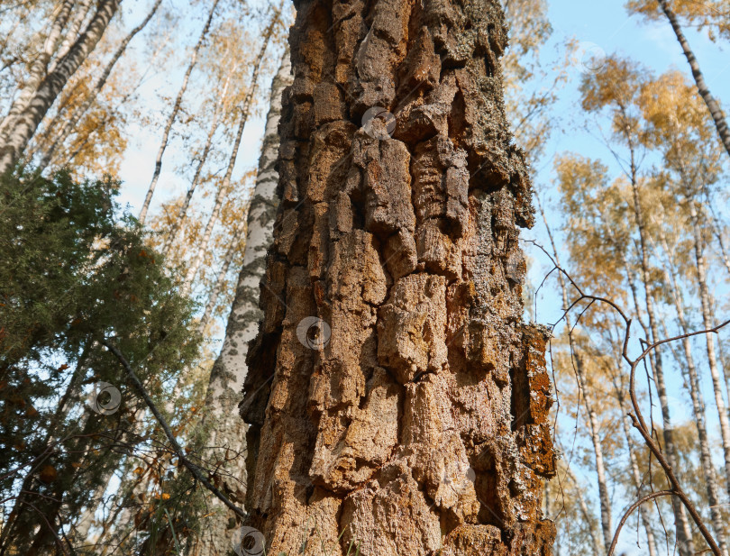 Скачать Ствол дерева с крупным планом текстурированной коры. Старое дерево, растущее в лесу, с ярко выраженной текстурой коры. Избирательный фокус фотосток Ozero